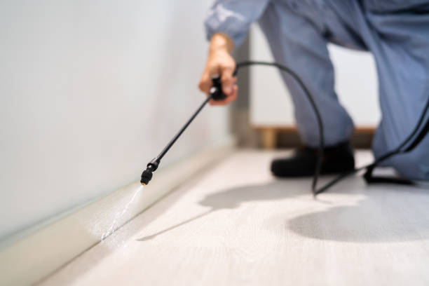 Licensed Wasp Control service in South Park, WY - Nex Pest Control